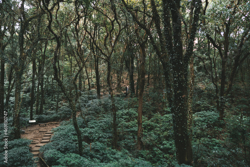 Fototapeta Naklejka Na Ścianę i Meble -  Jungle forest in Doi Inthanon national park in Thailand