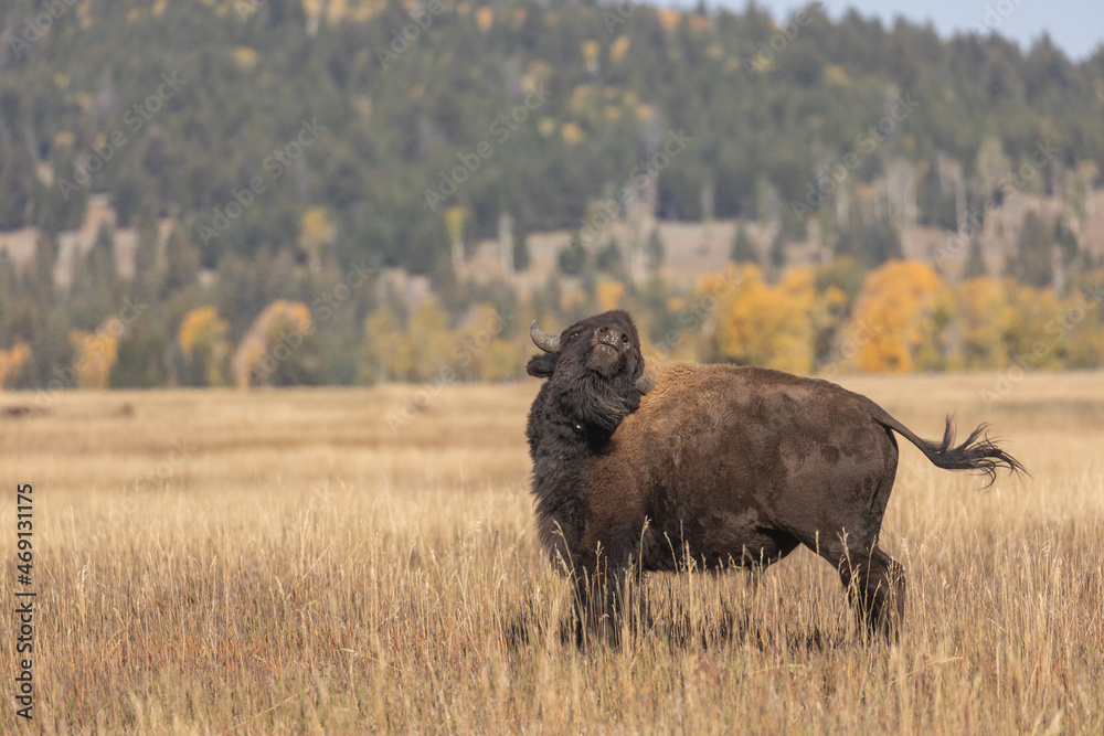 Bull Bison in Grand Teton National Park Wyoming in Autumn Bull Bison in Grand Teton National Park Wyoming in Autumn