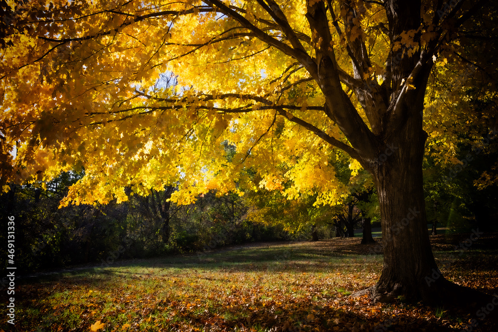 Bright golden leaves on a maple tree are backlit by the sun and given a slight painterly look with the use of soft focus photography at Potato Creek State Park in North Liberty, Indiana 