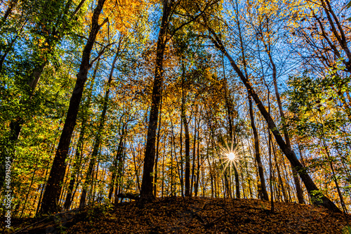 Fall colors of red, orange, yellow and green brightly back lit by a low autumn sun at Potato Creek State Park in North Liberty, Indiana photo