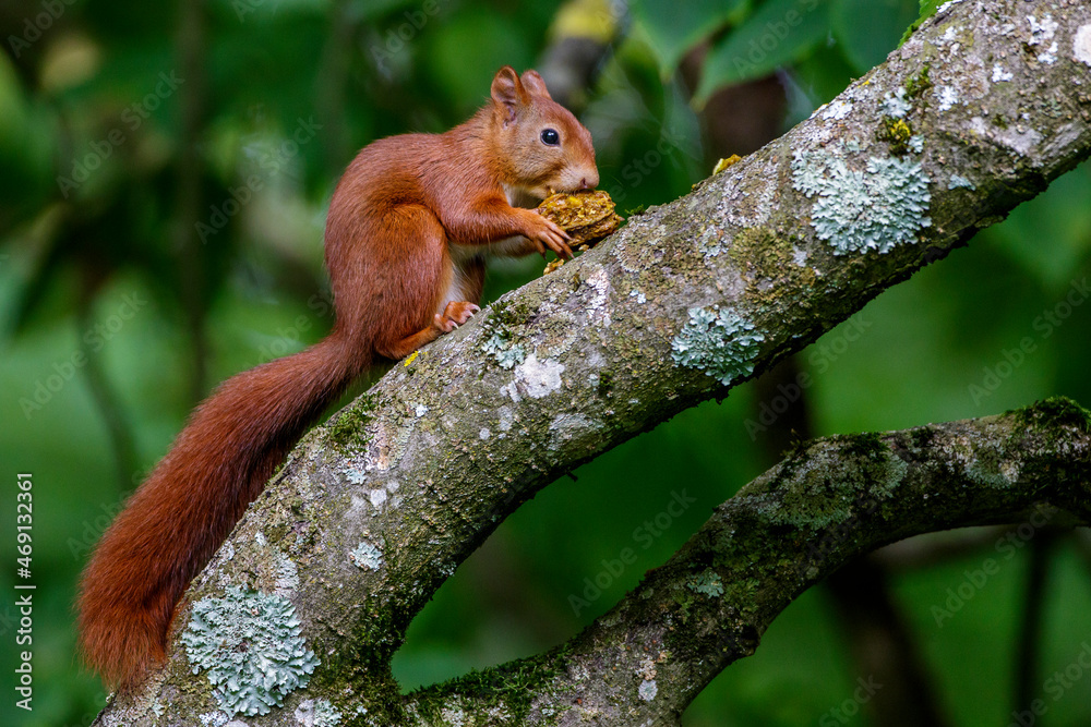 Eichhörnchen (Sciurus vulgaris) Eichhörnchen (Sciurus vulgaris)
