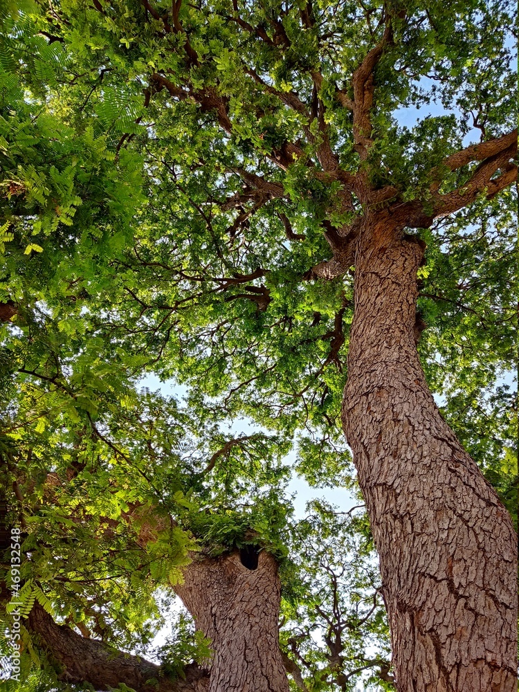 Fototapeta premium old oak tree