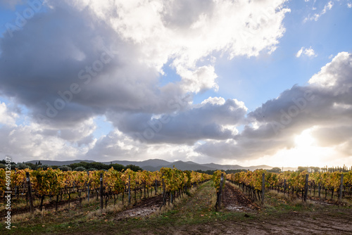 Weinanbau mit Herbstfarben bei Sonnenschein  Wolken und blauem Himmel  im November in der Via del Vino  Toskana  Italien. 