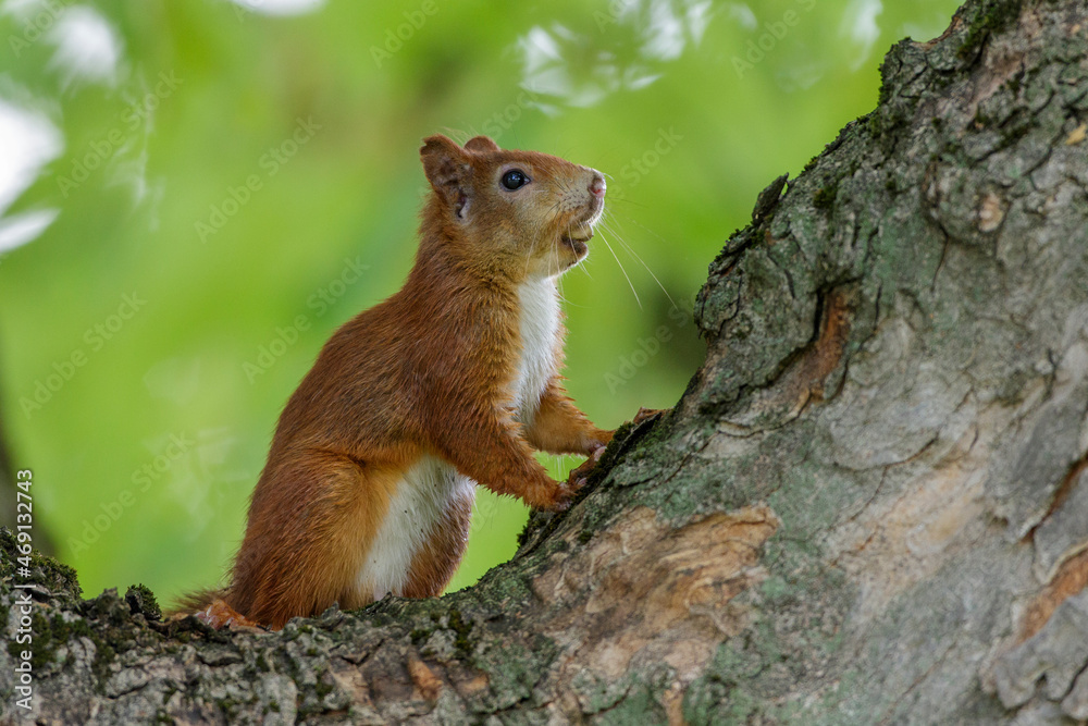 Eichhörnchen (Sciurus vulgaris) Eichhörnchen (Sciurus vulgaris)