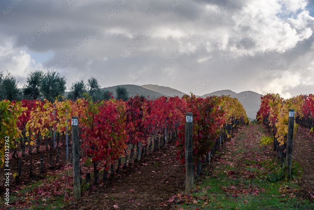 Weinanbau mit Herbstfarben bei Sonnenschein, Wolken und blauem Himmel, im November in der Via del Vino, Toskana, Italien.mit toskanischen Hügeln im Hintergrund