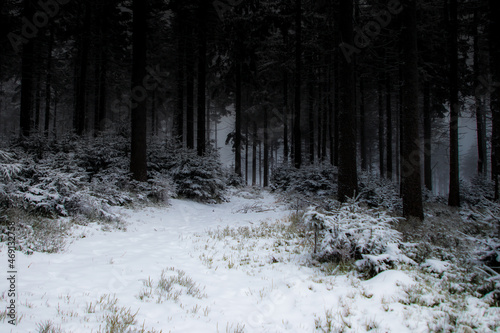 Wallpaper Mural Dark forest at dawn in winter - gloomy view, atmosphere of horror, mysterious beautiful forest at sunrise, mystery, depression, fear and dark climate during winter in the forest Torontodigital.ca