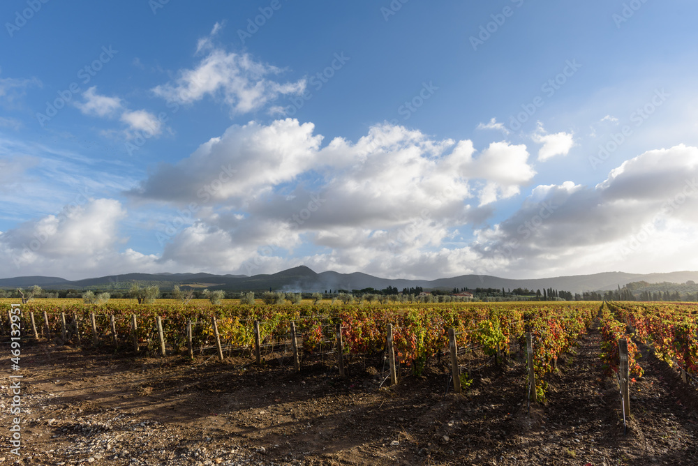 Fototapeta premium Weinanbau mit Herbstfarben bei Sonnenschein, Wolken und blauem Himmel, im November in der Via del Vino, Toskana, Italien.,