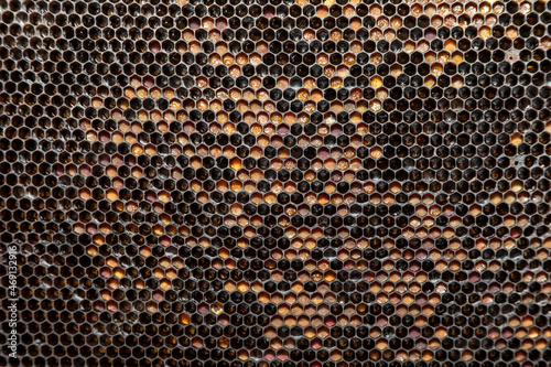 Bee frame texture for backgrounds. Frame on a piss on the farm