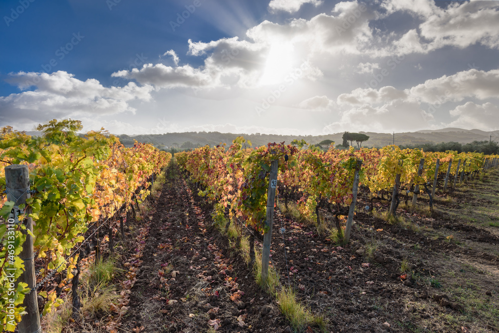 Naklejka premium Weinanbau mit Herbstfarben bei Sonnenschein, Wolken und blauem Himmel, im November in der Via del Vino, Toskana, Italien.mit toskanischen Hügeln im Hintergrund