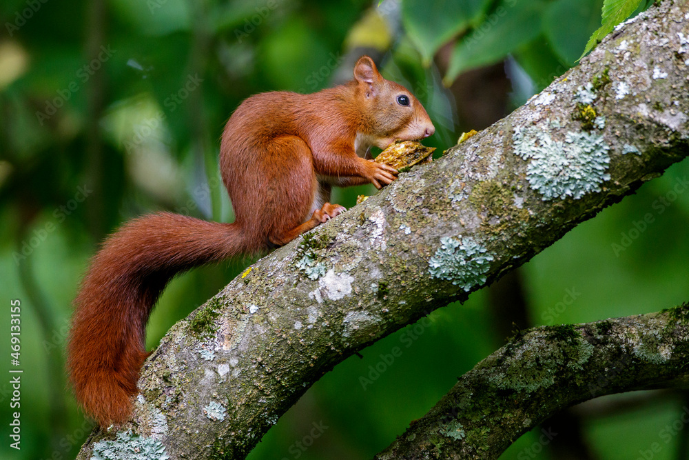 Eichhörnchen (Sciurus vulgaris) Eichhörnchen (Sciurus vulgaris)