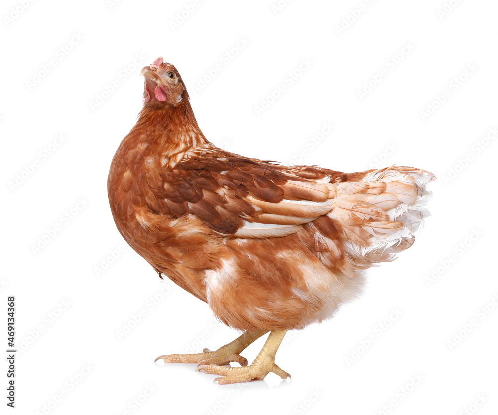 Fototapeta premium Beautiful chicken on white background. Domestic animal