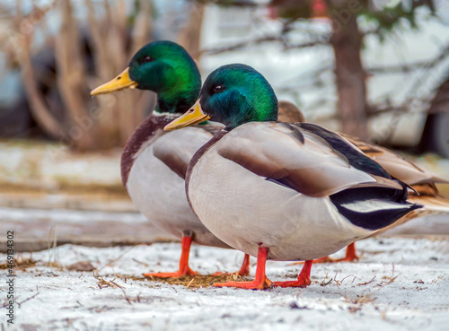 Flock of mallards on city streets. Close-up. Blurred background
