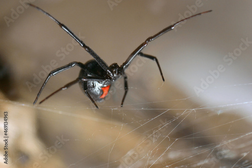 close up black widow on web showing hourglass marking