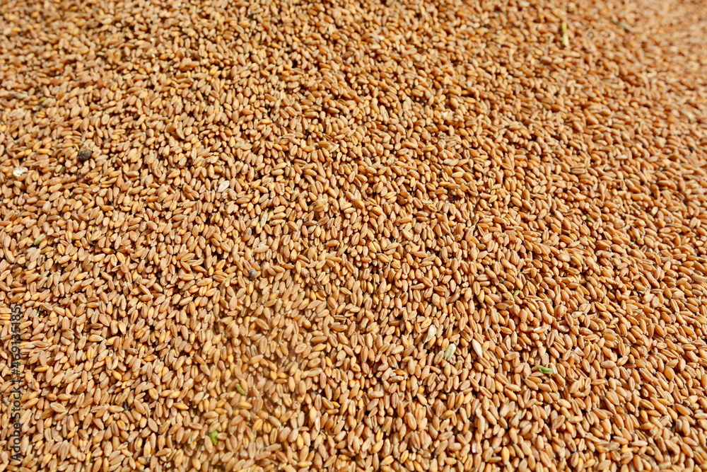 The grains of wheat collected in heaps during harvesting The grains of wheat collected in heaps during harvesting