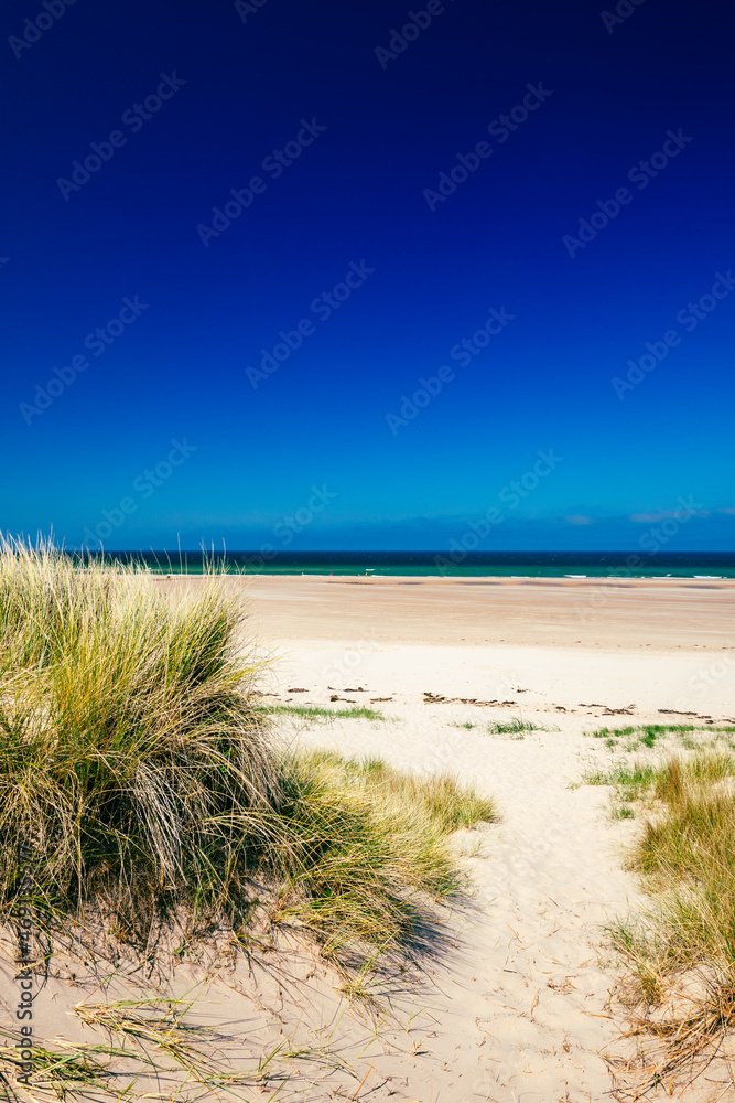 Fototapeta premium England, Northumberland, Bamburgh Castle on hill near beach