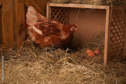 Beautiful chicken near nesting box with eggs in henhouse photo