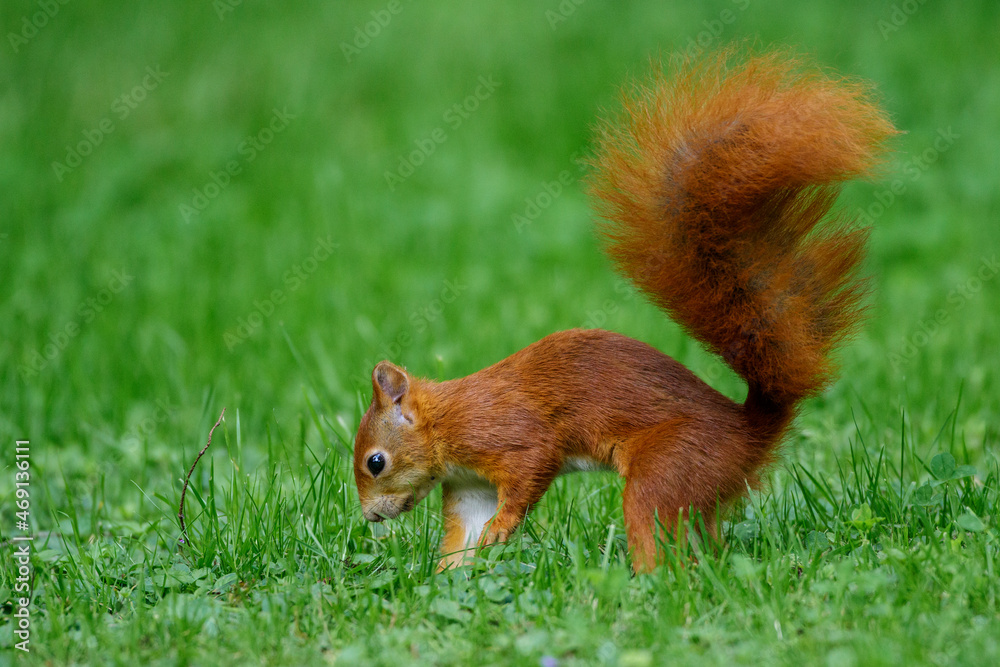 Eichhörnchen (Sciurus vulgaris) versteckt eine Nuss Eichhörnchen (Sciurus vulgaris) versteckt eine Nuss
