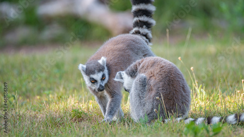 Portrait of two funny ring-tailed Madagascar lemurs enjoying summer, close up, details. Concept biodiversity and wildlife conservation. © neurobite