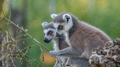 Portrait of two funny ring-tailed Madagascar lemurs enjoying summer, close up, details. Concept biodiversity and wildlife conservation.
