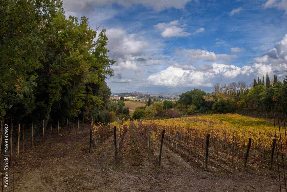 Naklejka premium Blick über Weinberge in Herbstfarben und Bäume auf San Gimignano im Hintergrund in der Toskana