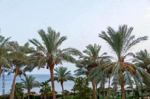 Tops of date palms with fruits against a light sky. © finist_4