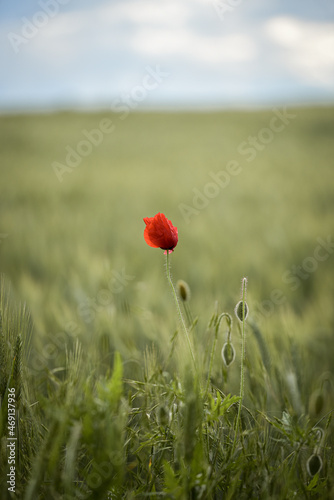 poppy in the field