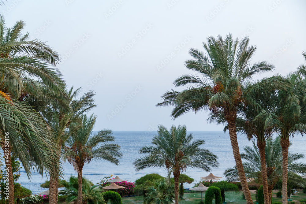 Date palms against the background of the sea coast and the blue sky.