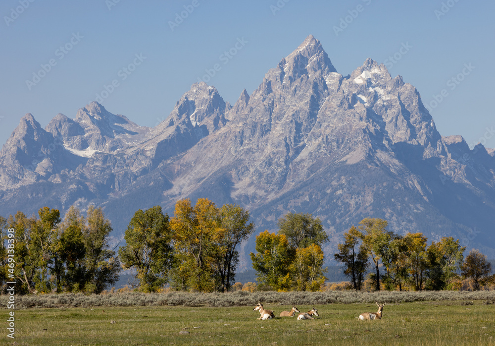 Pronghorn Antelope Does in Grand Teton National Park Wyoming in Autumn