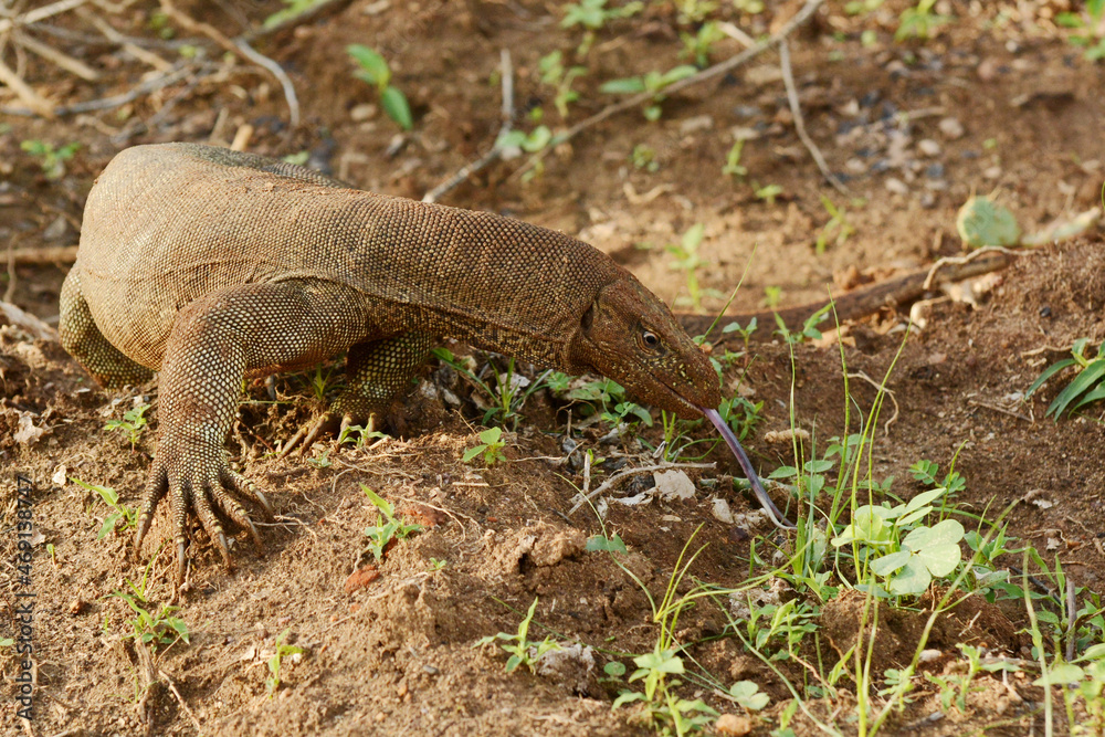 Bengal monitor (Varanus bengalensis bengalensis) darting its tongue in and out at Bundala National Park, Sri Lanka Bengal monitor (Varanus bengalensis bengalensis) darting its tongue in and out at Bundala National Park, Sri Lanka