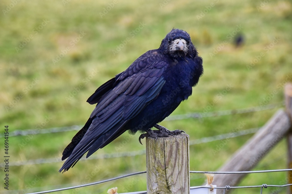 Fototapeta premium Rook Guardian bird of Stonehenge, Corvus frugilegus, Corvidae member, passerine order. Range Scandinavia, western Europe to eastern Siberia., Black-feathered whitish featherless face, United Kingdom. 