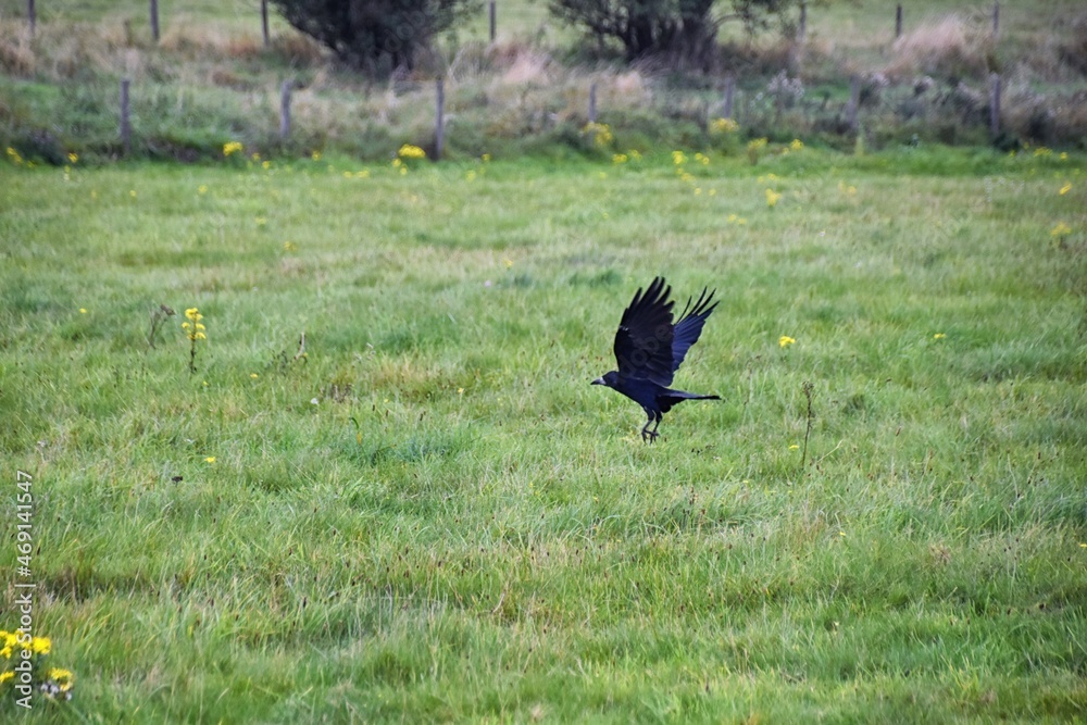 Rook Guardian bird of Stonehenge, Corvus frugilegus, Corvidae member, passerine order. Range Scandinavia, western Europe to eastern Siberia., Black-feathered whitish featherless face, United Kingdom. Rook Guardian bird of Stonehenge, Corvus frugilegus, Corvidae member, passerine order. Range Scandinavia, western Europe to eastern Siberia., Black-feathered whitish featherless face, United Kingdom.