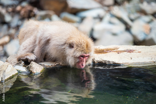 Photography Japanese snow monkey  drink hot spring water in winter
