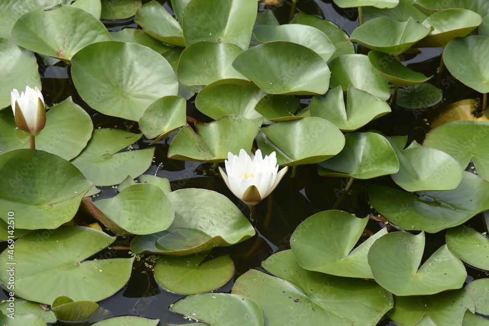 lily pond lily pond