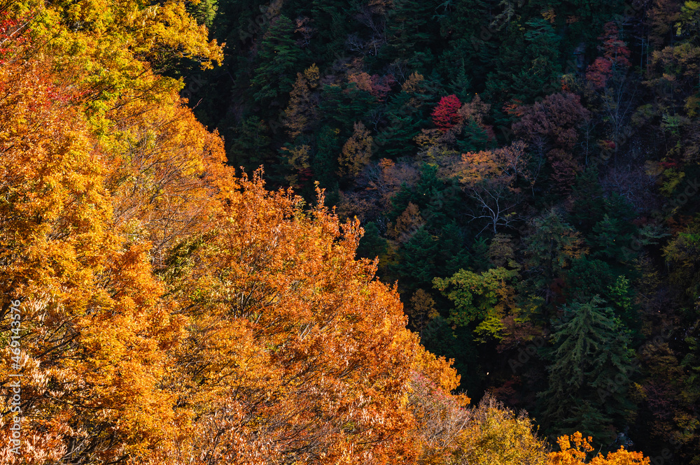 Fototapeta premium 奈川渡ダムからの紅葉