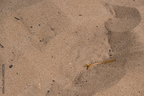 Scolopendra in an african desert. Sand around. Namibia