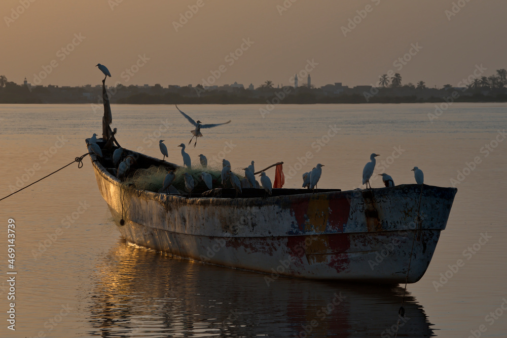 West Africa. Senegal. A flock of white herons sit on a moored longboat in the seaport of Saint-Louis in the morning sunlight.