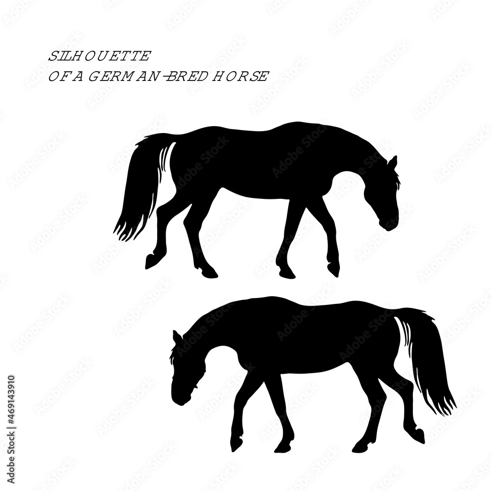 a set of silhouettes of horses, black images isolated on a white background. a set of silhouettes of horses, black images isolated on a white background.