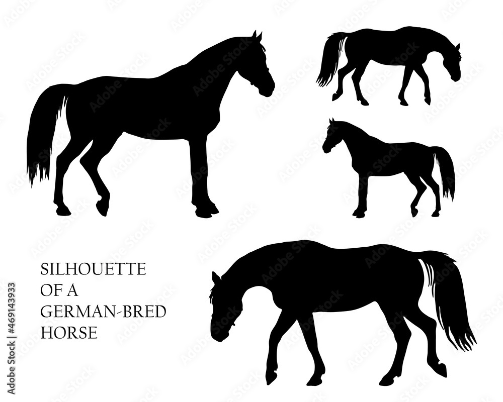 a set of silhouettes of horses, black images isolated on a white background. a set of silhouettes of horses, black images isolated on a white background.