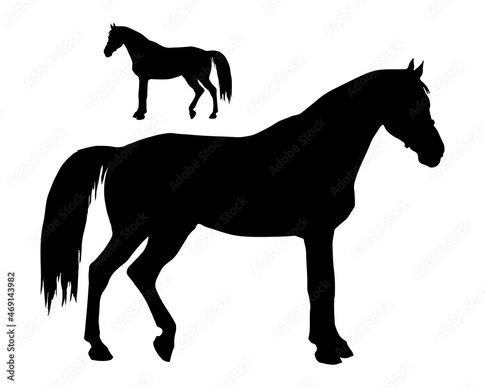 a set of silhouettes of horses, black images isolated on a white background.