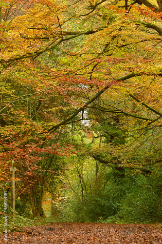 Beautiful broadleaved woodland in autumn in UK