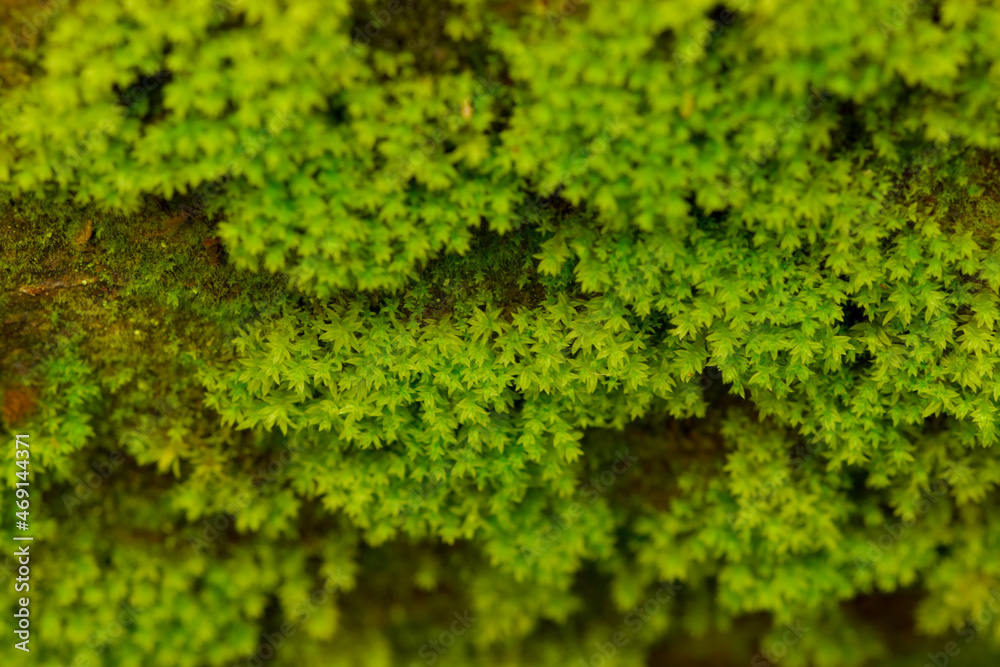 Lush green moss