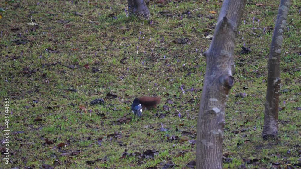 Dispute between red squirrel and magpie over food.