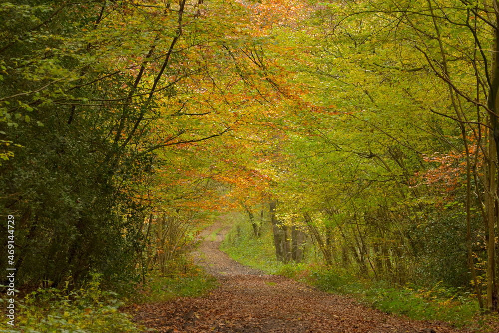 Beautiful broadleaved woodland in autumn in UK