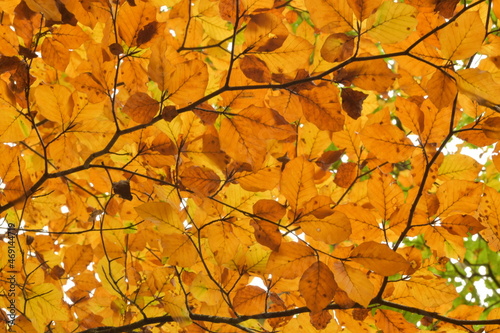 Autumn beech trees in UK woodland