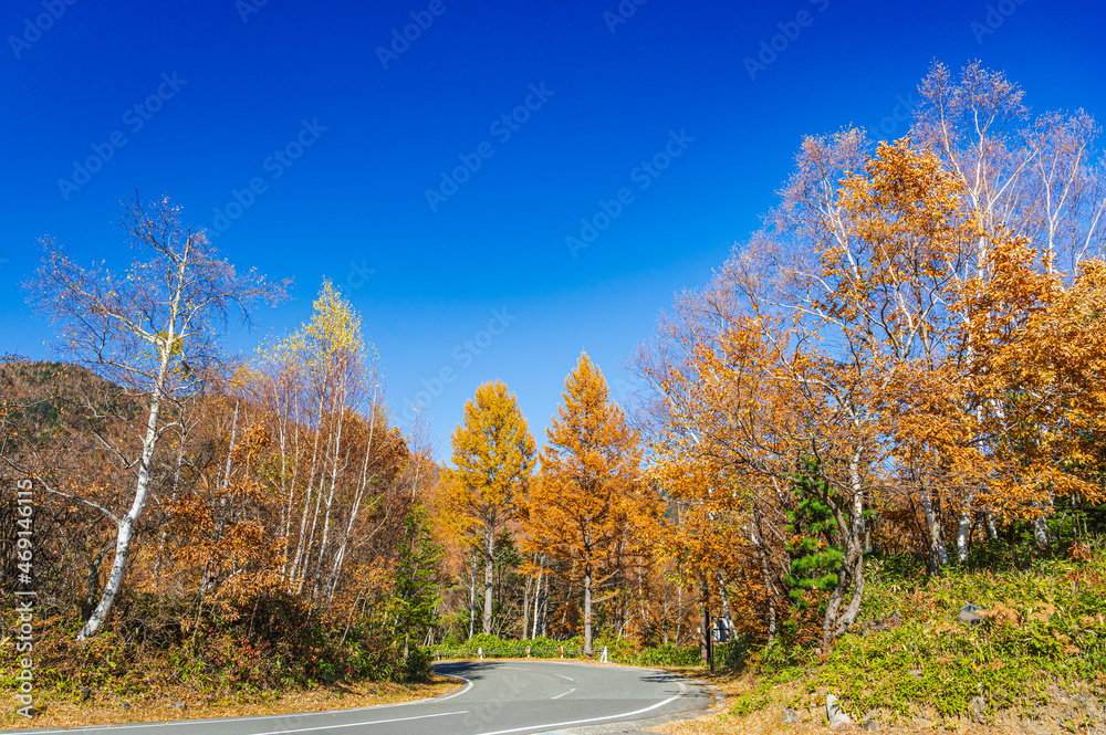 Fototapeta premium 乗鞍エコーラインの紅葉