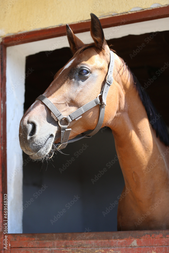 Fototapeta premium Purebred racehorse standing in the barn