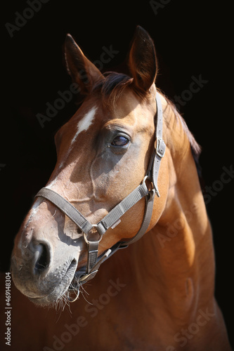 Purebred racehorse standing in the barn