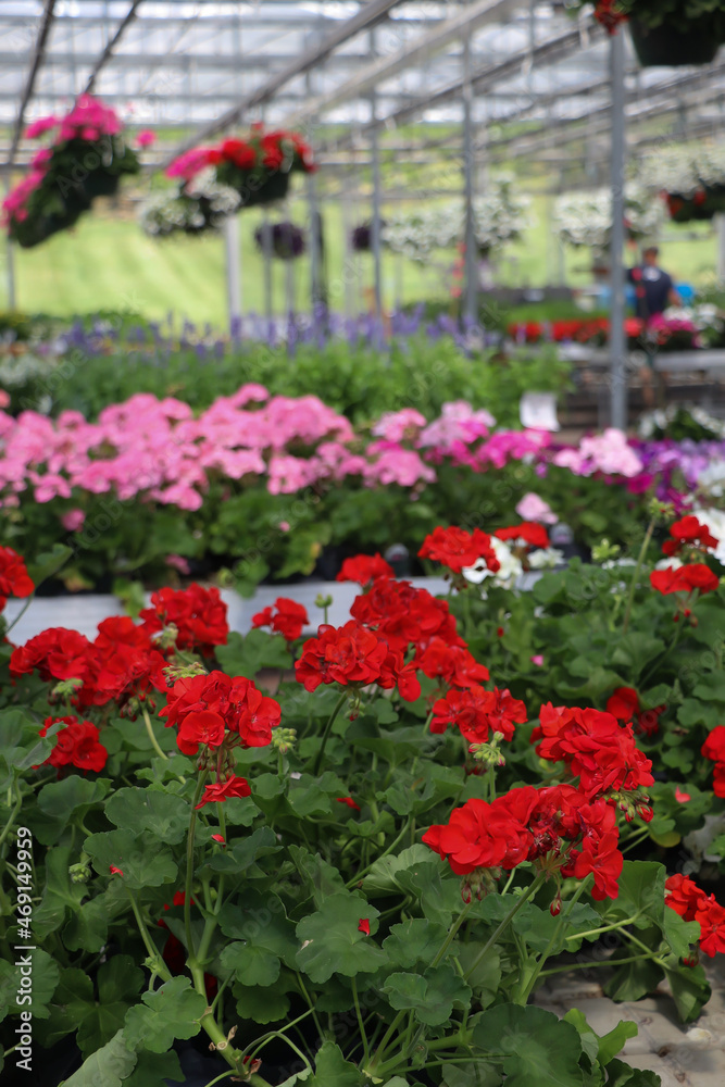 beautiful vibrant red geraniums in a greenhouse full of tables and hanging planters of geraniums 