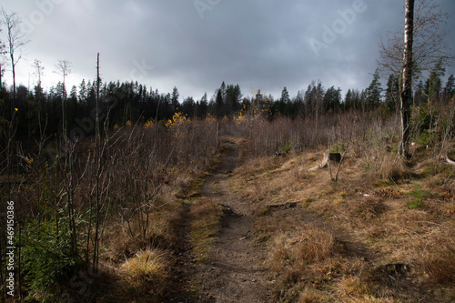 Photography forest in autumn