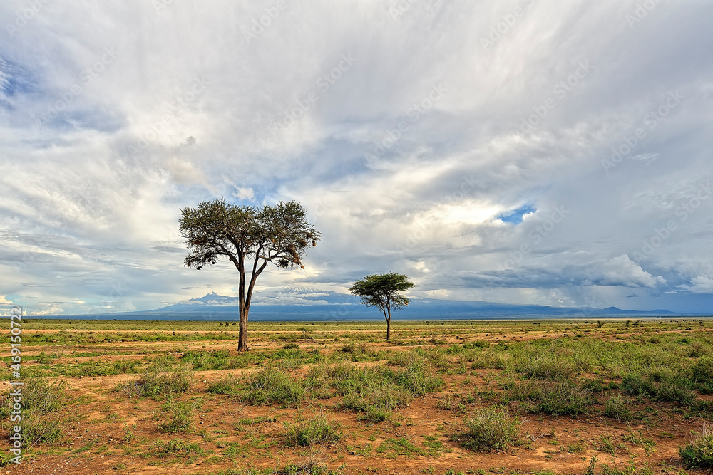 Fototapeta premium A picture of the african landscape